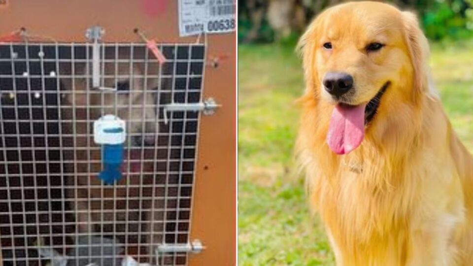 Responsabilidade de empresa aérea por morte de pet. Entenda!