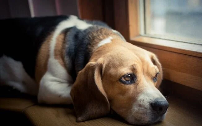 O envenenamento dos cães no Rio de Janeiro: qual é o crime?
