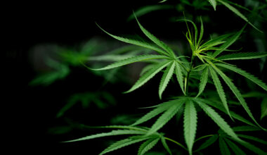 A descriminalização do uso de maconha