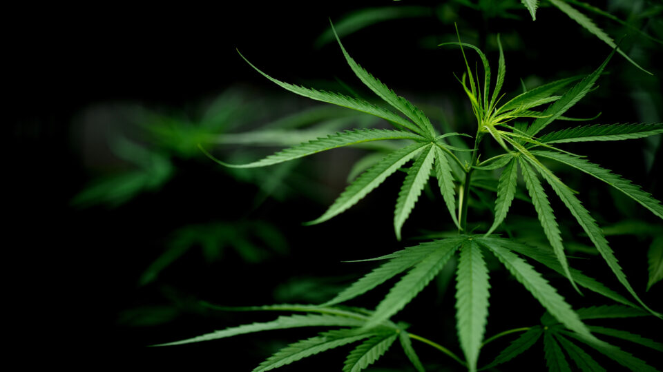A descriminalização do uso de maconha