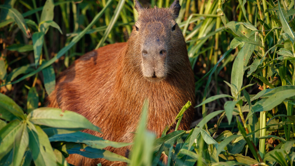 Justiça entende que apelido de capivara não gera indenização