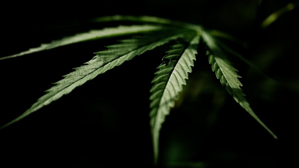 Maconha e erro evitável: a falta de consciência da ilicitude pode livrar da responsabilização penal?