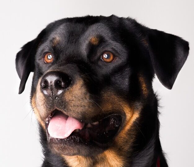 Cão Rottweiler mata homem que abusava sexualmente de outro cachorro