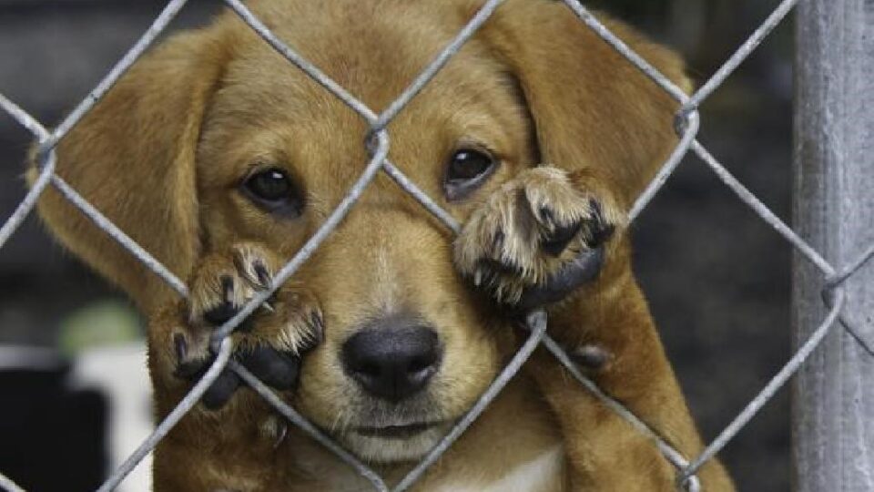 Comissão aprova projeto que amplia pena para maus-tratos contra animais