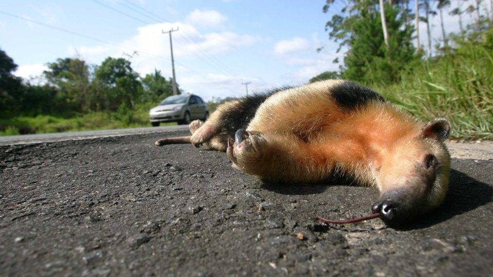 Tema 1.122 do STJ – Responsabilidade de concessionárias por acidentes com animais nas rodovias (REsp 1.908.738) – Análise Jurídica