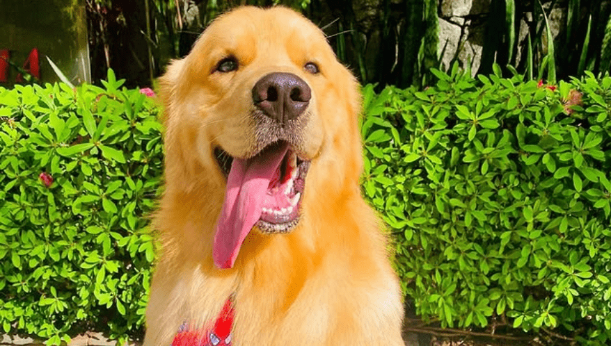 Transporte de pets: Senado aprova Lei Joca