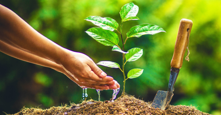 Natureza tributária x política ambiental: uma árvore por carro