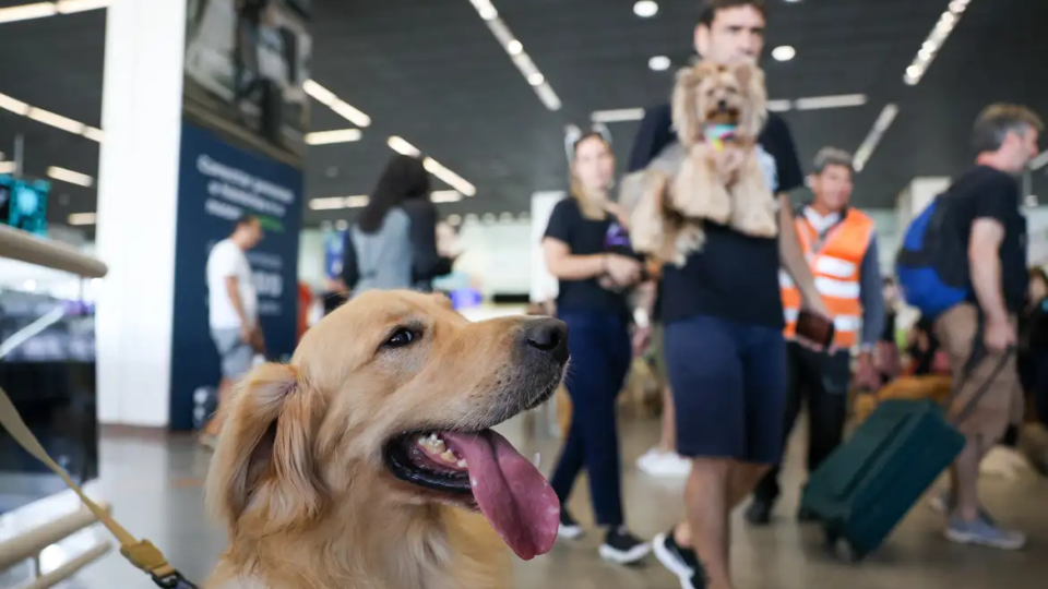 STF invalida lei sobre animal de suporte emocional em avião