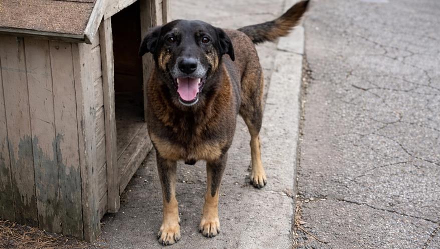 A morte do cachorro Orelha, o crime de maus-tratos e a proteção da criança e do adolescente