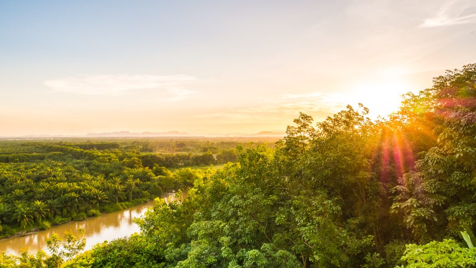 Concessão florestal em áreas indígenas e quilombolas